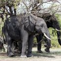 BWA NW Chobe 2016DEC04 NP 105 : 2016, 2016 - African Adventures, Africa, Botswana, Chobe National Park, Date, December, Month, Northwest, Places, Southern, Trips, Year